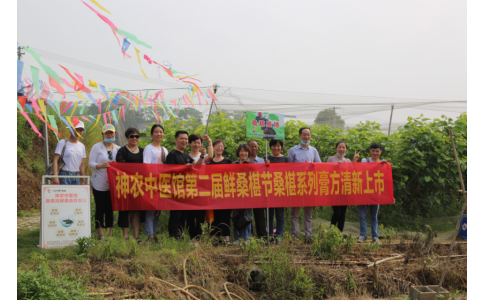 桑椹滿枝頭，采摘正當(dāng)時- 神農(nóng)中醫(yī)館鮮桑椹合作基地采摘紀(jì)實(shí)
